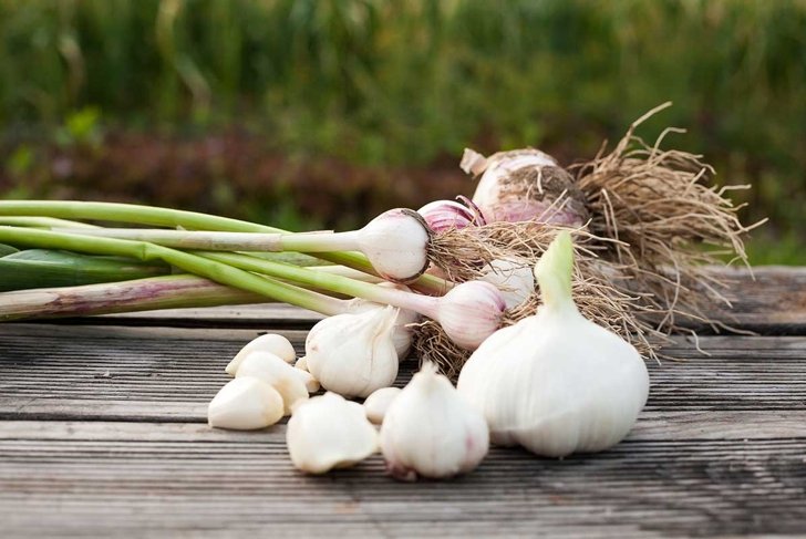 Garlic field in the landscape Harvested garlic close-up/ garlic